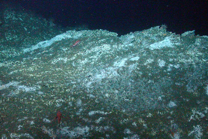 Methanfresser – versteckt im Kalkgestein