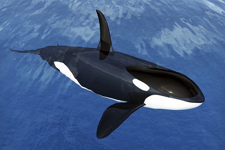 Sprachbegabte Orcas