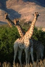 Die Gene der Giraffen