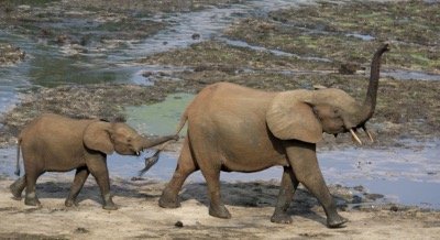 Waldelefanten in Dzanga-Sangha