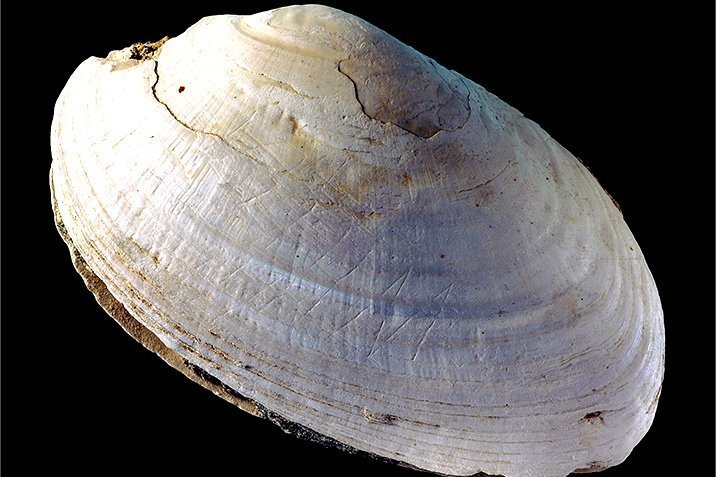 Homo erectus als Künstler