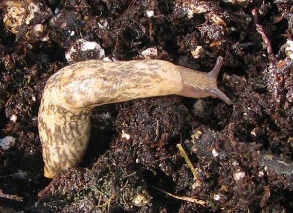 Tote Käfer, viele Schnecken, weniger Ernte