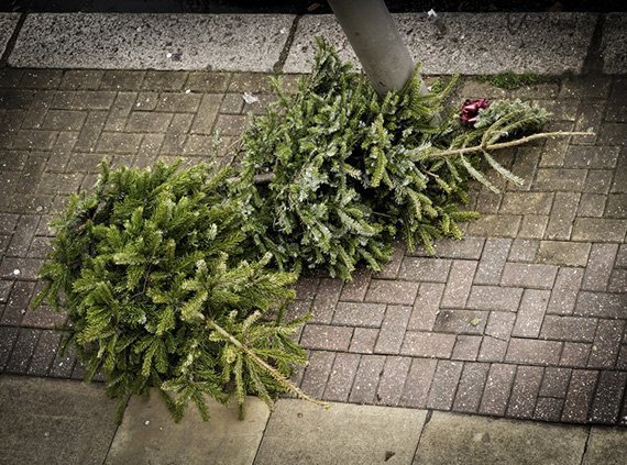 Grüne Energie aus Weihnachtsbäumen