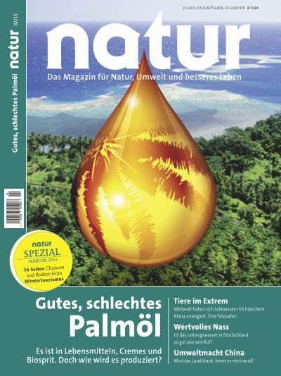 Wald wird Palmöl-Plantage
