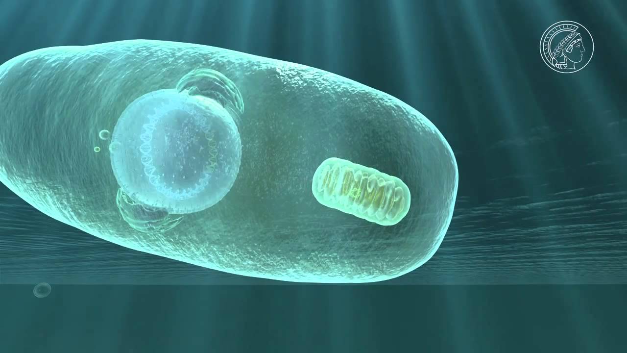 Was hat es mit der Endosymbiontentheorie auf sich?
