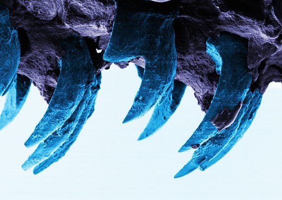 Geniales Patent der Natur