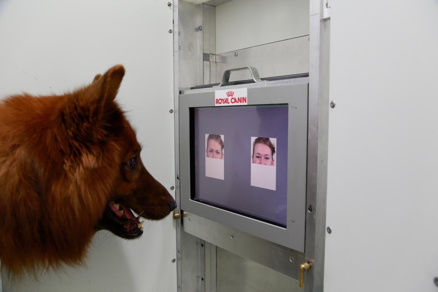 Hunde haben einen Blick für Emotionen