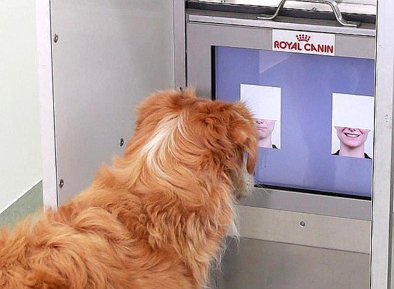 Hunde können unsere Gesichtsausdrücke unterscheiden