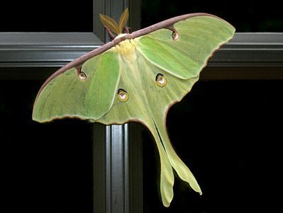 Nachtfalter-Schwänze verwirren Fledermaus-Echolot