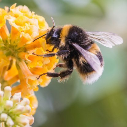 Rettet die Bienen