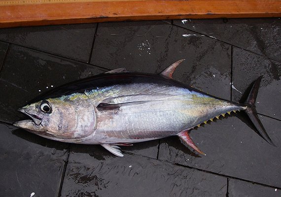 Thunfisch mit Quecksilber-Fracht