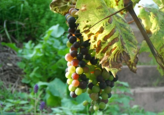 Weinbau im Wandel