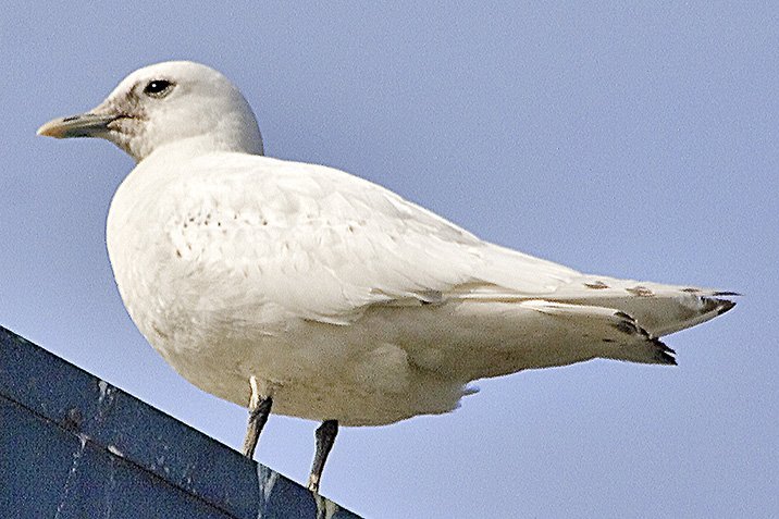 Arktische Möwen vom Quecksilber vergiftet?