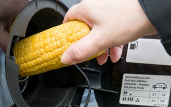 Biokraftstoff: Soll Emissionseinsparung Nahrung kosten?