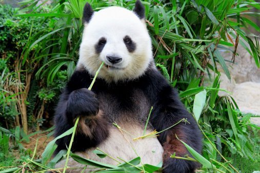 Das geheime Leben der Pandabären