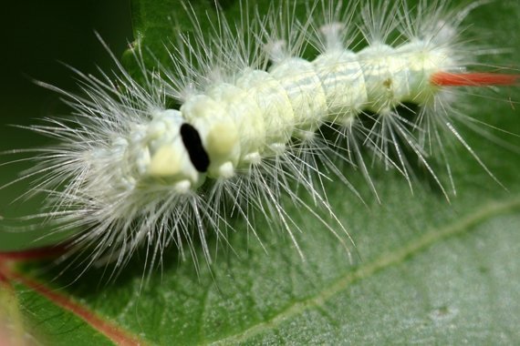 Haarige Insektenpracht