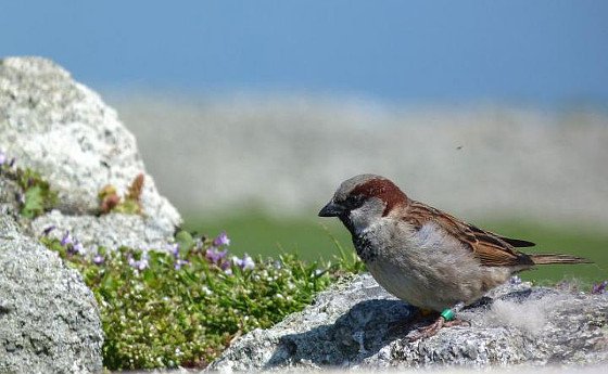 Sprösslinge älterer Vogeleltern haben weniger Nachkommen