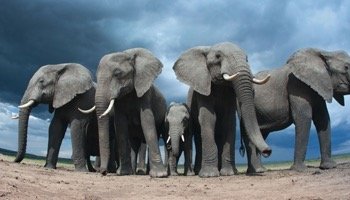 Tiere: ihr Kampf ums Überleben