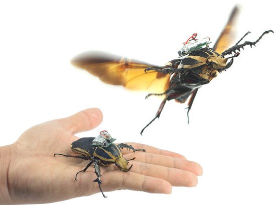 Video: Ferngesteuerter Cyborg-Käfer fliegt Kurven