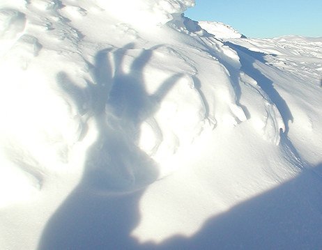Yeti: Von wegen unbekannte Bärenart
