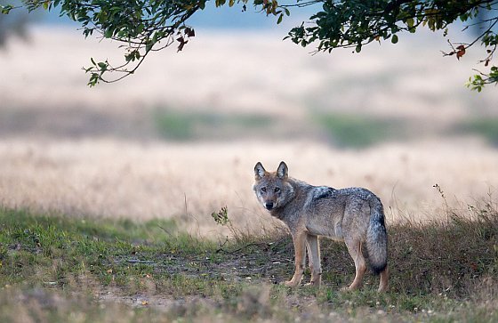 Comeback des Wolfes in Gefahr?