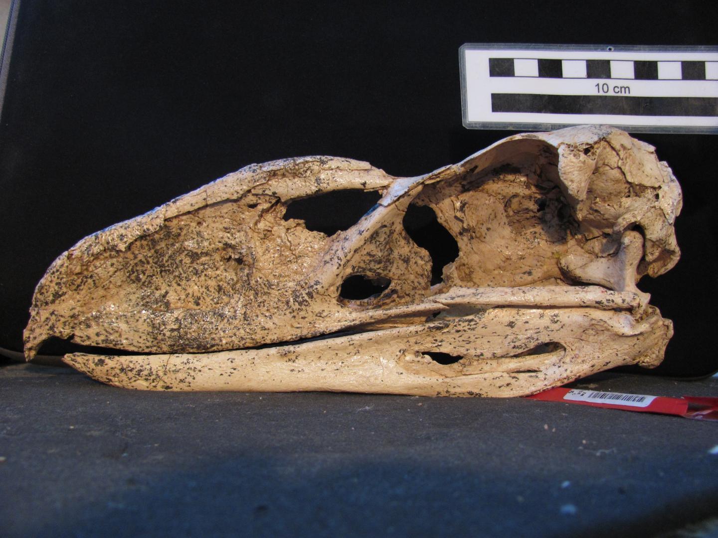 Fossiler Terrorvogel gewährt sinnliche Einblicke