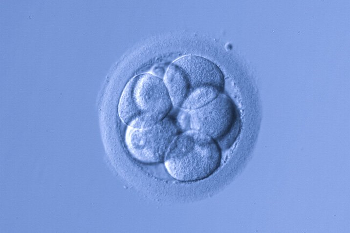 Umstrittener Eingriff ins Embryo-Erbgut