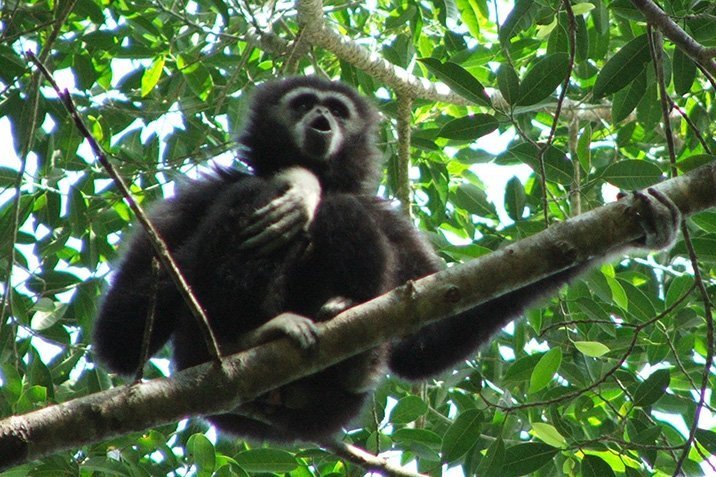 Was Gibbons flüstern