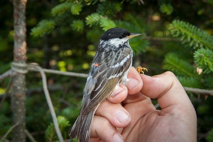 Winziger Singvogel mit Riesenroute