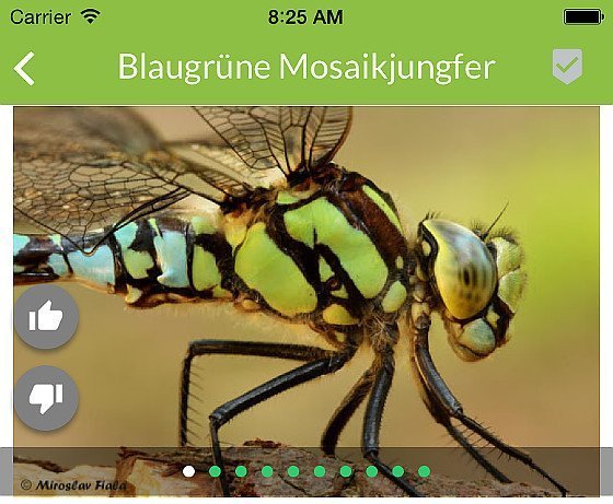 App erkennt Arten