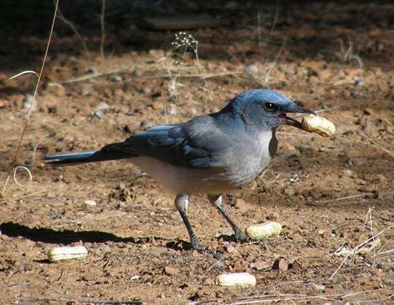Auch Vögel beherrschen den "Schütteltrick"