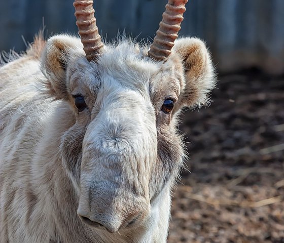Ein Drittel aller Saiga-Antilopen ist verendet