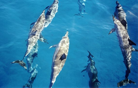 Jagdbeute Delfin