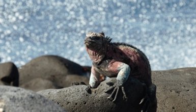 So bunt ist Galapagos