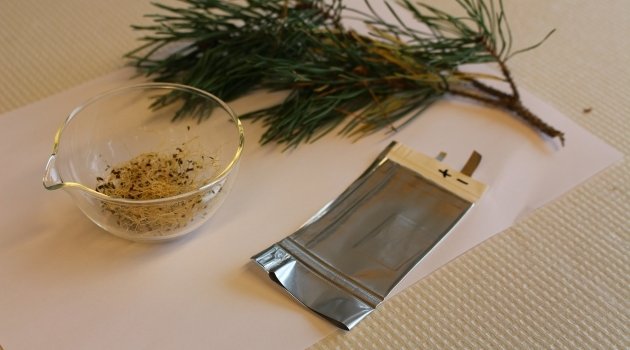 Akkus aus Sprossen und Kiefernadeln