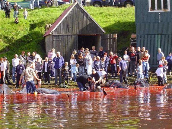 Blutiger Walfang auf den Färöer-Inseln
