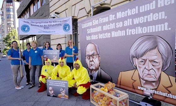Hickhack beim Verbot von Kleingruppenkäfigen