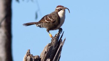 Vogel-Gezwitscher ähnelt menschlicher Sprache