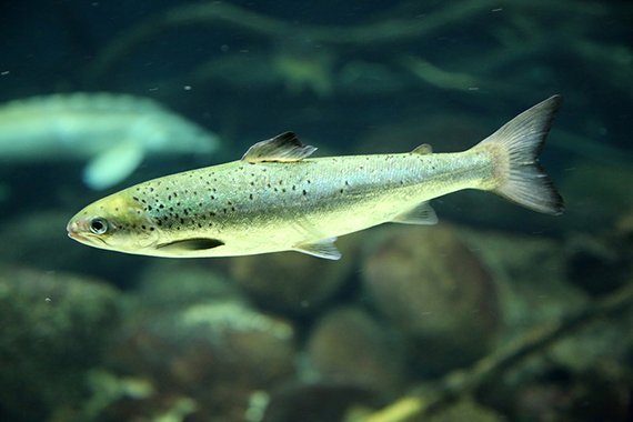 Warmes Wasser macht Pestizide giftiger