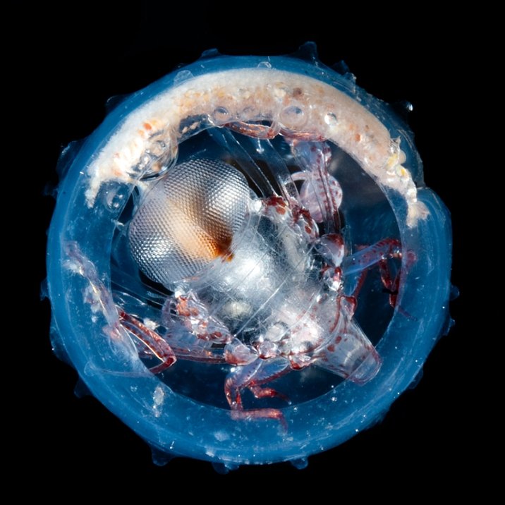 Wunderwesen unter Wasser