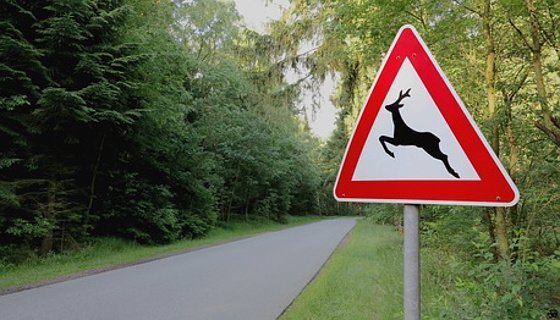 Achtung, liebestolle Rehe unterwegs