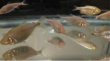 Fette Fische für die Übergewichtsforschung