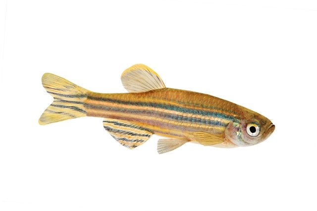 Fische im Cyberspace