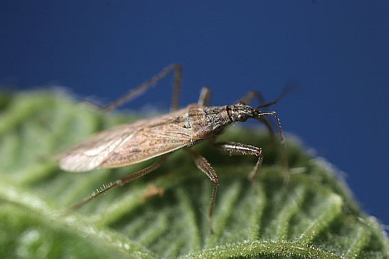 Insekten-WGs als Schädlingsbekämpfer