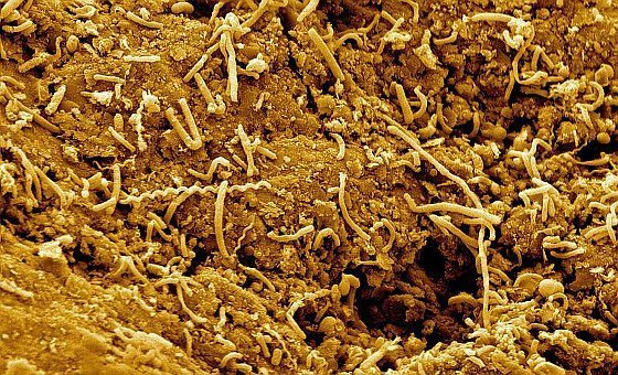 Mikroben 2,5 Kilometer tief unterm Meeresboden entdeckt