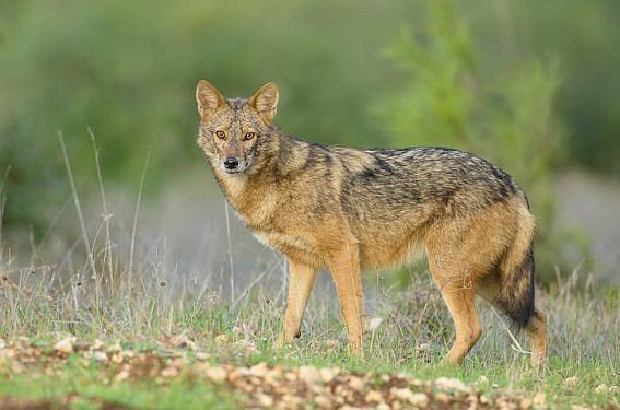 „Neue" Wolfs-Art entdeckt!