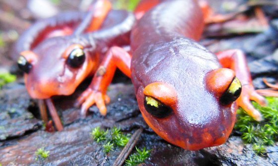 Nordamerikas Salamandern droht der Pilz-Tod