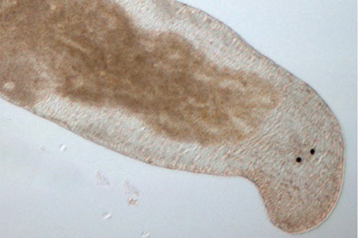 Plattwurm schießt sich Spermien in den Kopf