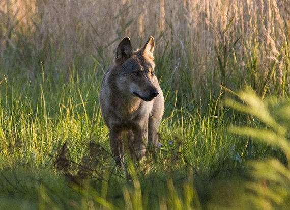 Wieder ein Wolf tot