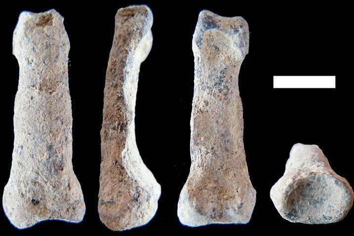Ältester moderner Fingerknochen entdeckt